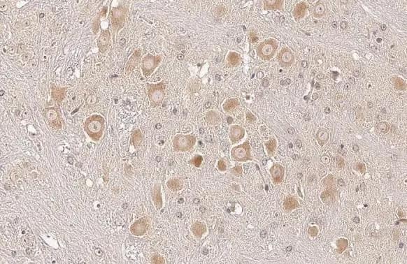 Sigma-1 R/OPRS1 Antibody (HL2230) - Azide and BSA Free