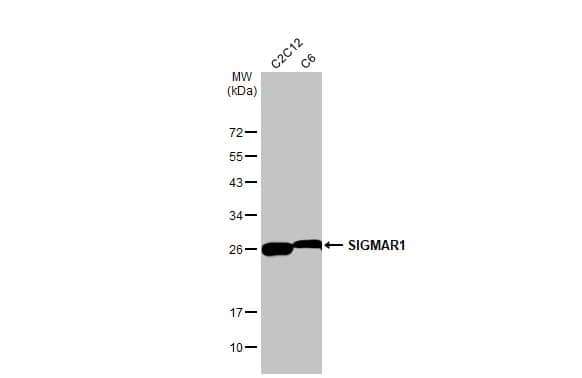 Sigma-1 R/OPRS1 Antibody (HL2230) - Azide and BSA Free