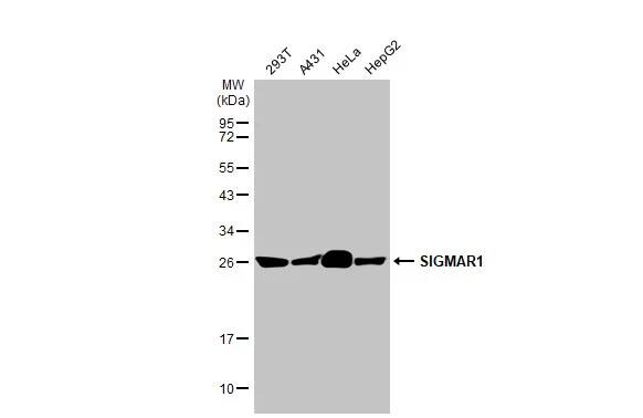 Sigma-1 R/OPRS1 Antibody (HL2274) - Azide and BSA Free