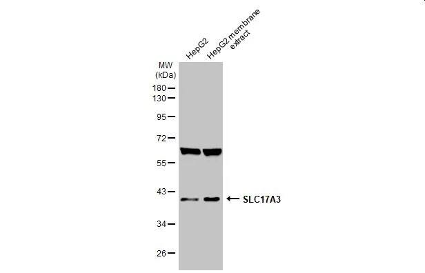 SLC17A3 Antibody - Azide and BSA Free