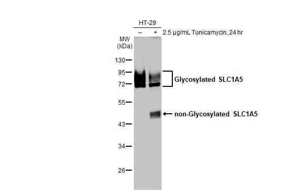 SLC1A5 Antibody (HL1988) - Azide and BSA Free