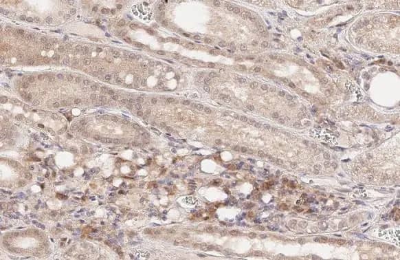 SLC1A5 Antibody (HL1988) - Azide and BSA Free