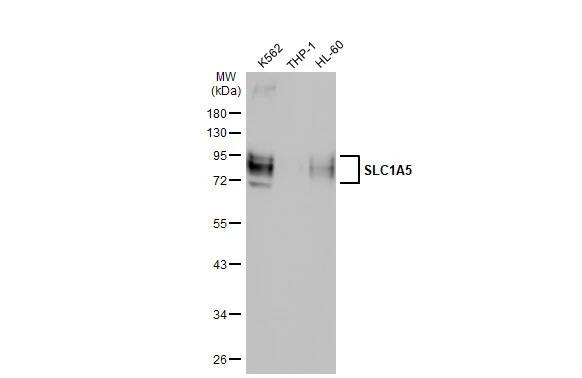 SLC1A5 Antibody (HL1988) - Azide and BSA Free