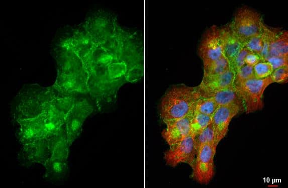 SLC1A5 Antibody (HL1988) - Azide and BSA Free
