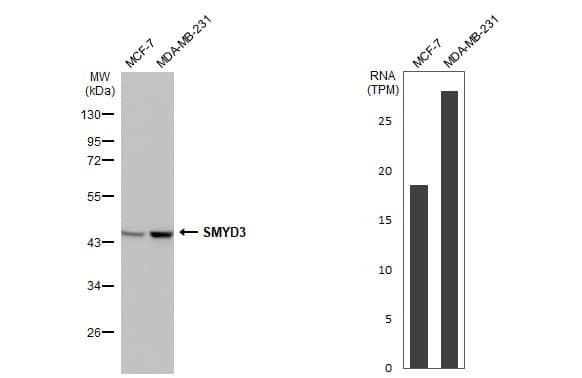 SMYD3 Antibody (HL2464) - Azide and BSA Free