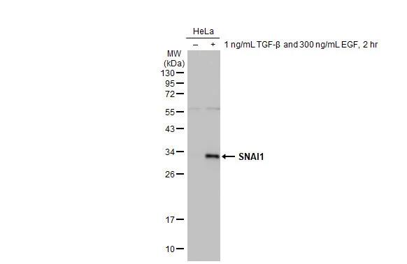 Snail Antibody (HL2303) - Azide and BSA Free