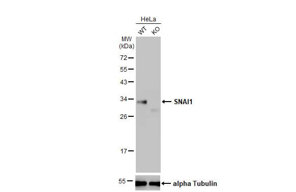 Snail Antibody (HL2303) - Azide and BSA Free