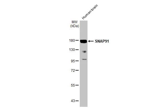 AP180 Antibody (HL1657) - Azide and BSA Free