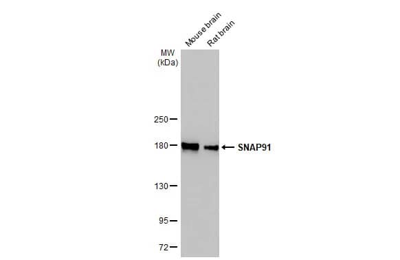AP180 Antibody (HL1657) - Azide and BSA Free