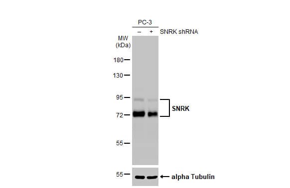 SNRK Antibody (HL2225) - Azide and BSA Free