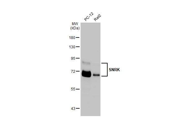 SNRK Antibody (HL2225) - Azide and BSA Free