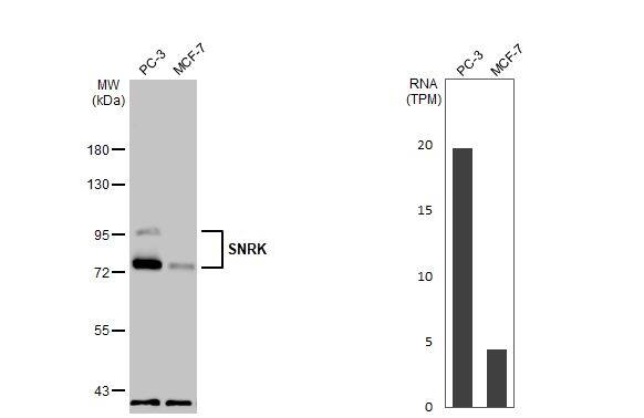 SNRK Antibody (HL2225) - Azide and BSA Free