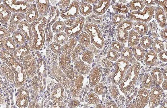 SNX5 Antibody (HL2375) - Azide and BSA Free
