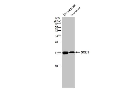 SOD1/Cu-Zn SOD Antibody (HL1652) - Azide and BSA Free