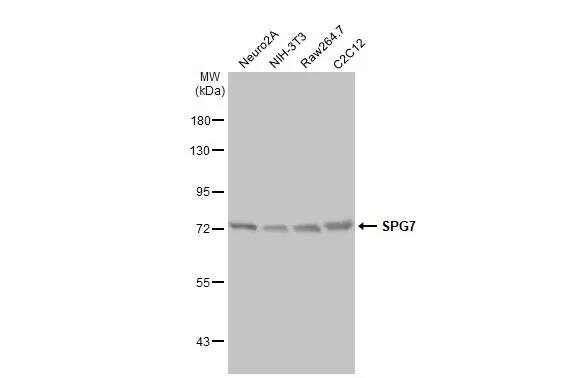 SPG7 Antibody (HL2236) - Azide and BSA Free