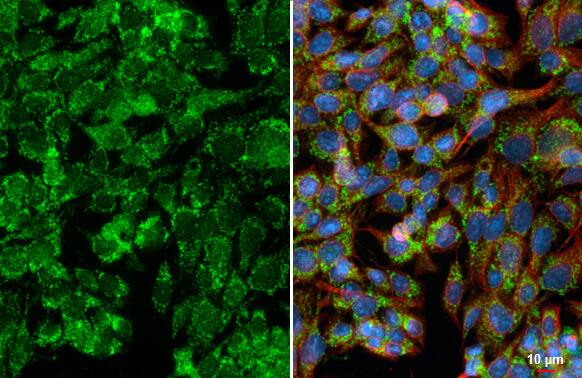 SPG7 Antibody (HL2236) - Azide and BSA Free