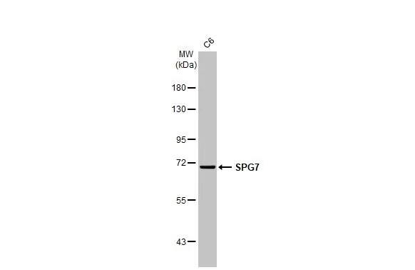 SPG7 Antibody (HL2236) - Azide and BSA Free