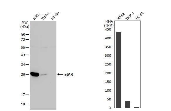 StAR Antibody (HL1360) - Azide and BSA Free