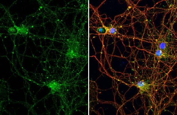 Stargazin Antibody (HL2268) - Azide and BSA Free