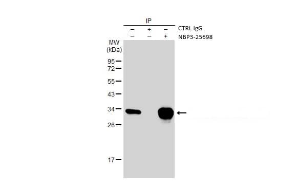 Strep II Tag Antibody (HL1251) - Azide and BSA Free Immunoprecipitation: Strep II Tag Antibody (HL1251) - Azide and BSA Free [NBP3-25698]