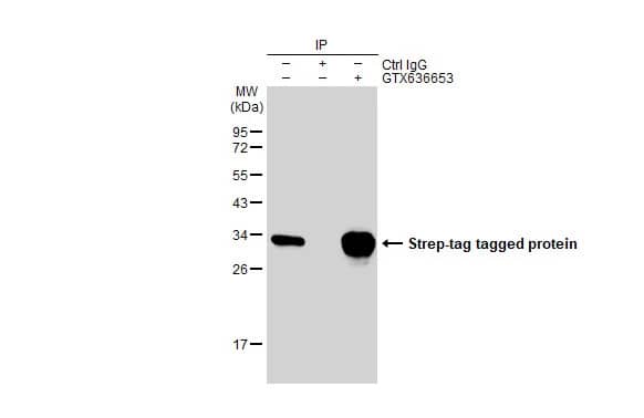 Strep II Tag Antibody (HL1251) - Azide and BSA Free