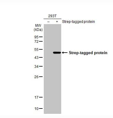 Strep II Tag Antibody (HL1251) - Azide and BSA Free