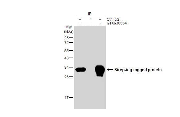 Strep II Tag Antibody (HL1252) - Azide and BSA Free