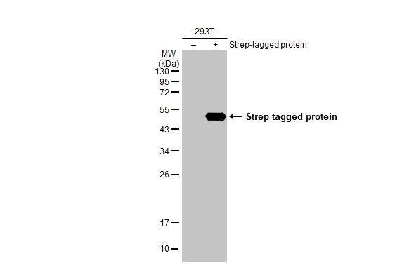 Strep II Tag Antibody (HL1252) - Azide and BSA Free