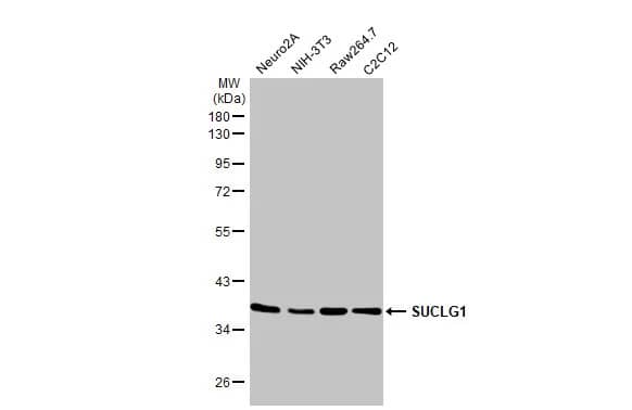 SUCLG1 Antibody (HL2387) - Azide and BSA Free