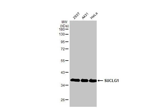 SUCLG1 Antibody (HL2387) - Azide and BSA Free