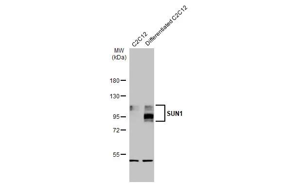 SUN1 Antibody (HL1947) - Azide and BSA Free