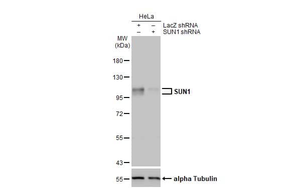 SUN1 Antibody (HL1947) - Azide and BSA Free