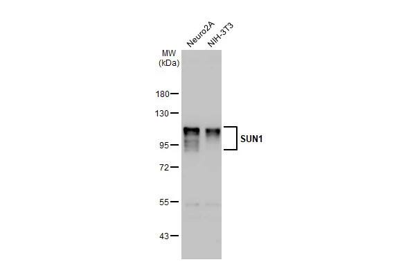 SUN1 Antibody (HL1947) - Azide and BSA Free