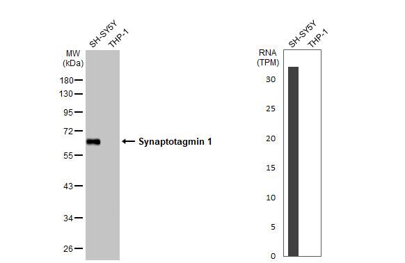 Synaptotagmin 1 Antibody (HL1626) - Azide and BSA Free