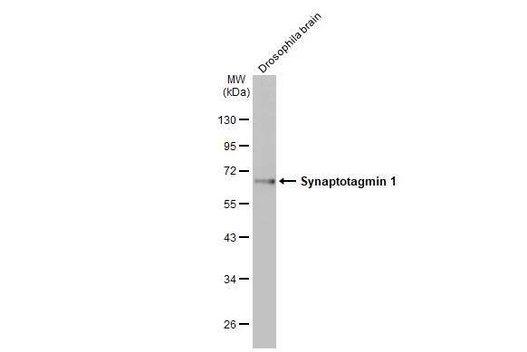 Synaptotagmin 1 Antibody (HL1626) - Azide and BSA Free