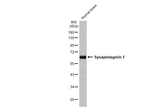 Synaptotagmin 1 Antibody (HL1626) - Azide and BSA Free
