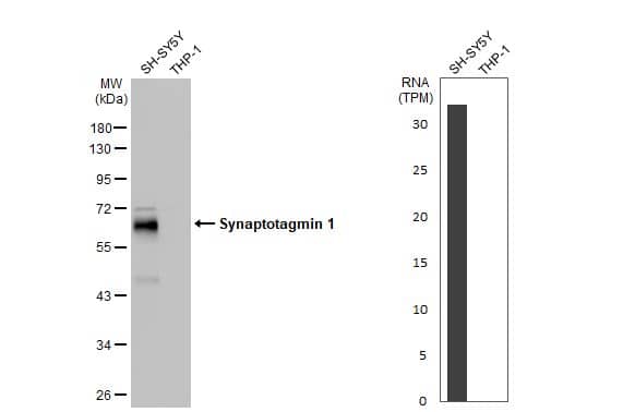 Synaptotagmin 1 Antibody (HL1654) - Azide and BSA Free