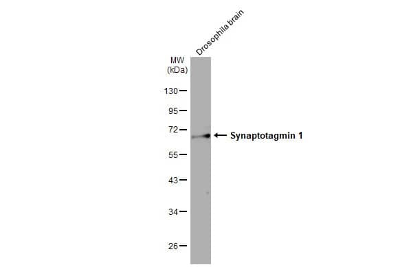 Synaptotagmin 1 Antibody (HL1654) - Azide and BSA Free