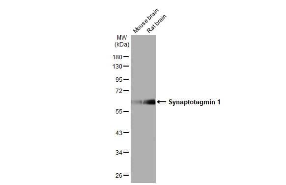 Synaptotagmin 1 Antibody (HL1654) - Azide and BSA Free