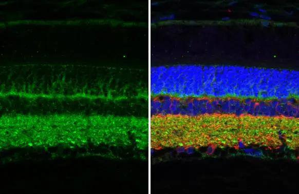 Synaptotagmin 1 Antibody (HL1654) - Azide and BSA Free