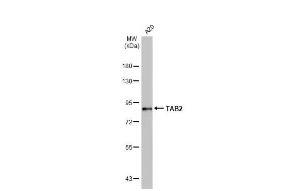 TAB2 Antibody (HL1712) - Azide and BSA Free