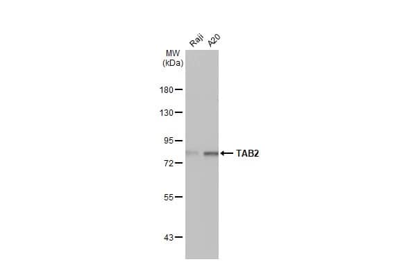 TAB2 Antibody (HL1712) - Azide and BSA Free