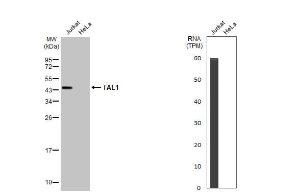 SCL/Tal1 Antibody (HL1703) - Azide and BSA Free