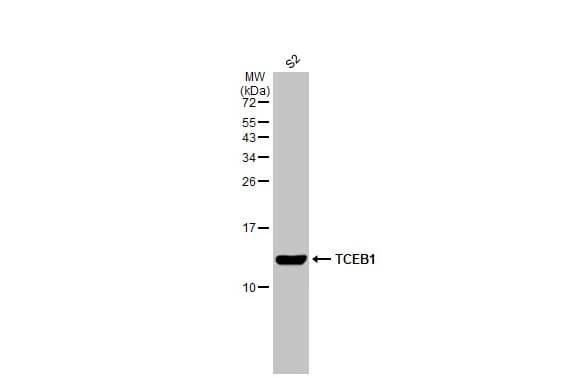 TCEB1 Antibody (HL1683) - Azide and BSA Free