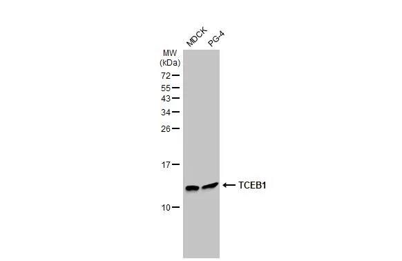 TCEB1 Antibody (HL1683) - Azide and BSA Free