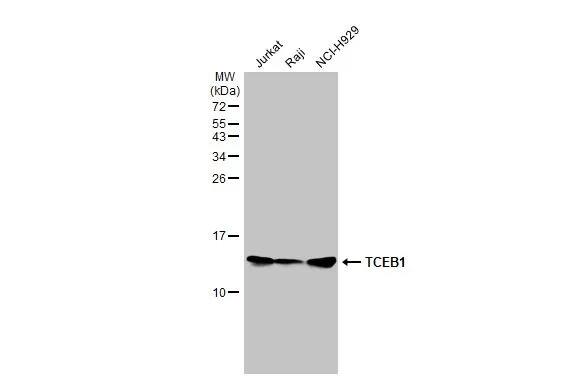 TCEB1 Antibody (HL1683) - Azide and BSA Free