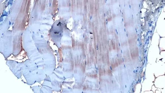 TCEB1 Antibody (HL1683) - Azide and BSA Free