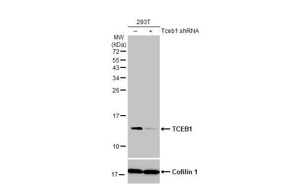 TCEB1 Antibody (HL1683) - Azide and BSA Free