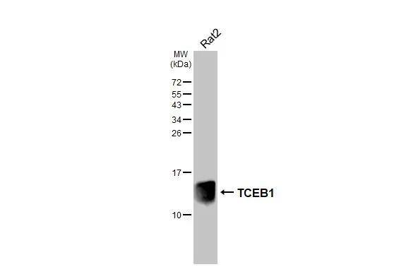 TCEB1 Antibody (HL1683) - Azide and BSA Free