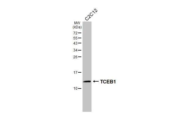 TCEB1 Antibody (HL1683) - Azide and BSA Free